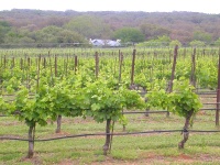 Texas Hill Country Vineyard