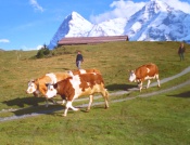 Murren Hiking