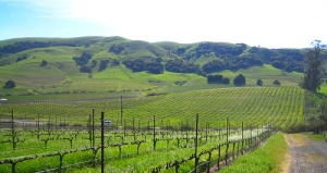Viansa Winery Sonoma California