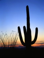 Tucson Arizona Desert