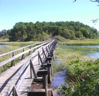 Wellfleet Marsh Cape Cod