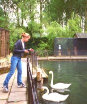 Cotswolds Birdland