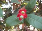 Kerala Garden