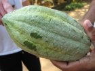 Kerala Garden